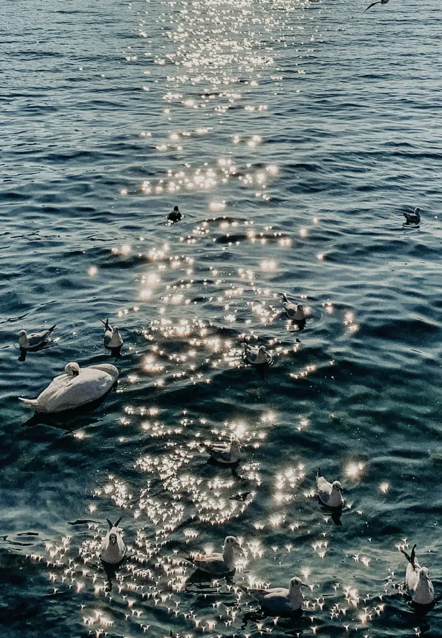 Glitzerndes Wasser und Vögel am See
